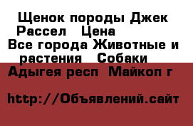 Щенок породы Джек Рассел › Цена ­ 50 000 - Все города Животные и растения » Собаки   . Адыгея респ.,Майкоп г.